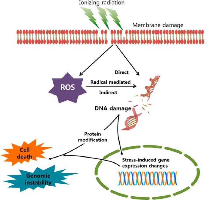 Hình 1: Tác động của bức xạ Ion hoá tới DNA [2]