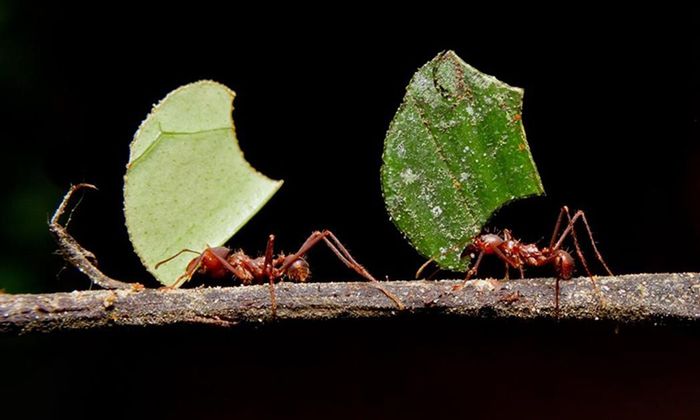 'Kiến thợ mang nửa bộ gen và không thể sinh sản.'