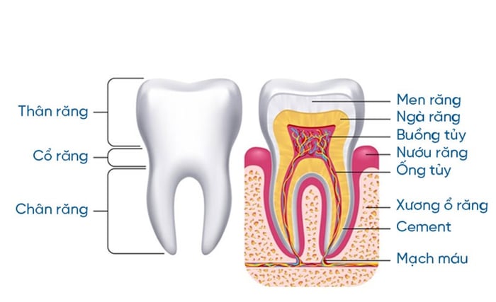 Cấu trúc cơ bản của răng hàm