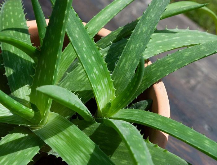 Lô hội có khả năng loại bỏ vết thâm trên da mông