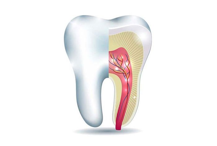 Tủy răng chịu trách nhiệm cung cấp dưỡng chất cho sự phát triển của răng.