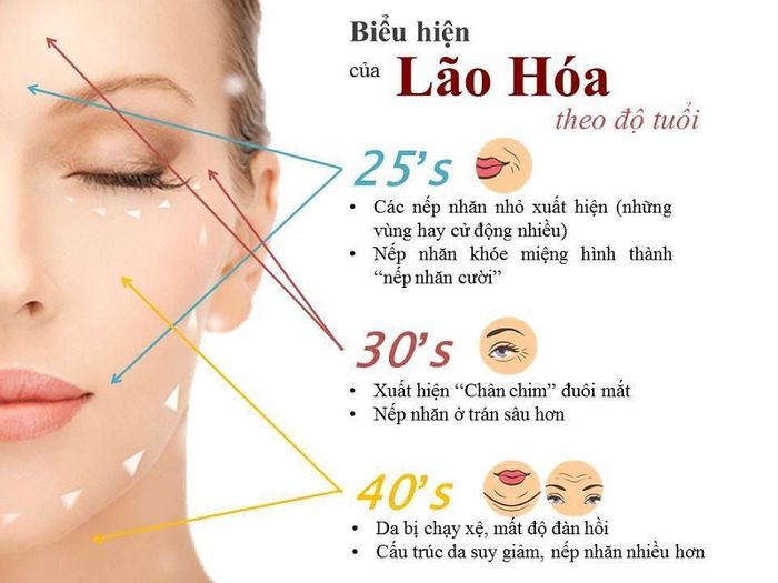 Tốc độ lão hóa da theo độ tuổi