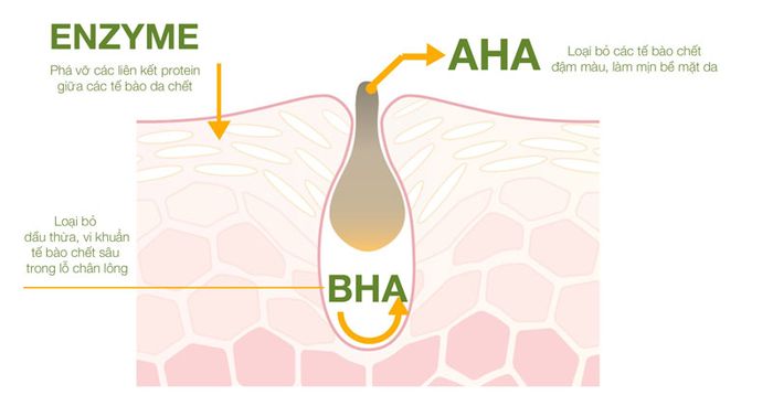 Các hoạt chất axit giúp loại bỏ tế bào chết dưới da