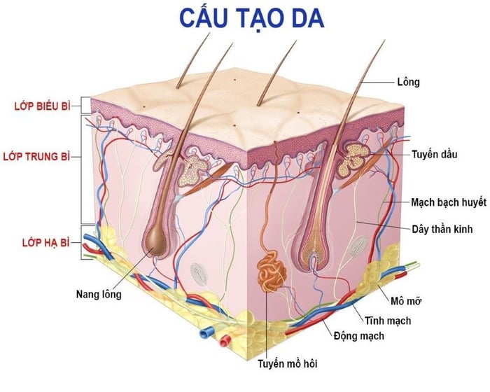 Về cấu trúc, da được chia thành 3 lớp là biểu bì, trung bì và hạ bì