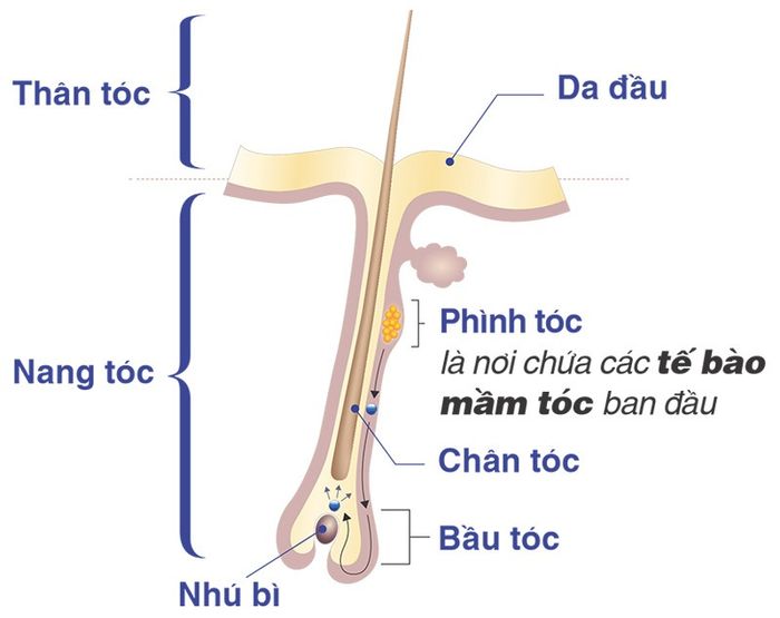 Cấu trúc sợi tóc bao gồm hai phần chính là nang tóc và thân tóc