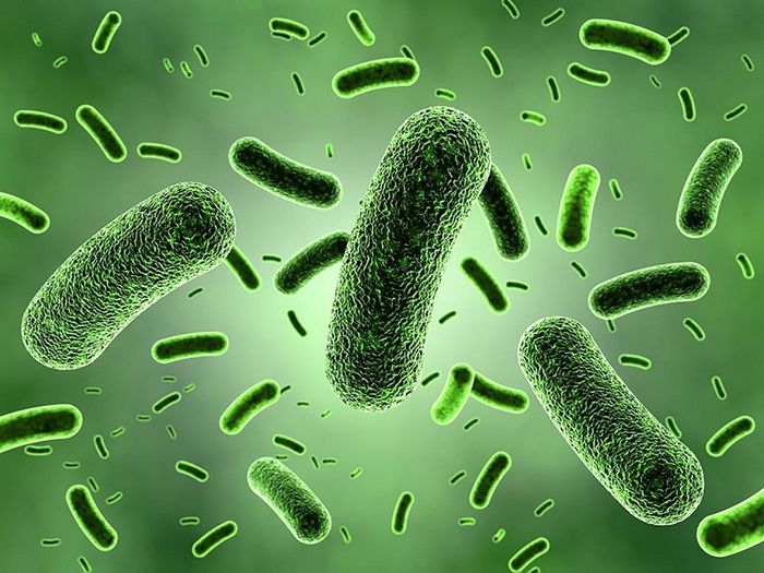 Vi khuẩn Mycobacterium leprae là nguyên nhân gây ra bệnh phong