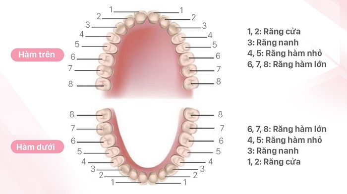 Vai trò quan trọng của răng nanh trong miệng