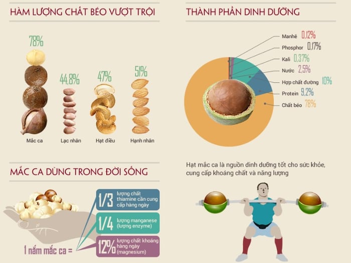 Hàm lượng dinh dưỡng có trong quả mắc ca rất phong phú và đa dạng.