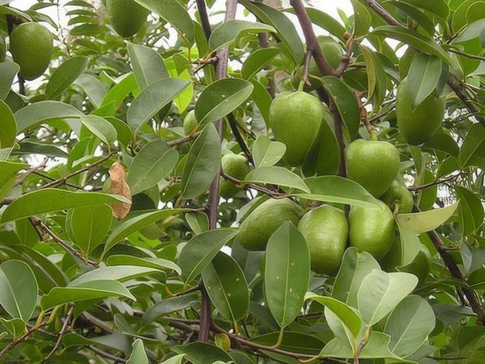 Cây bình bát còn được gọi là na xiêm hoặc lê đào.