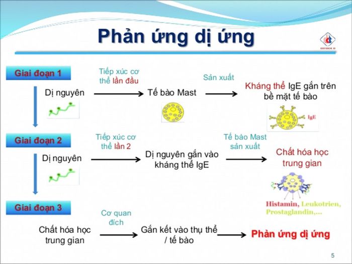 Quá trình phát triển của dị nguyên trong cơ chế dị ứng bao gồm các giai đoạn quan trọng.