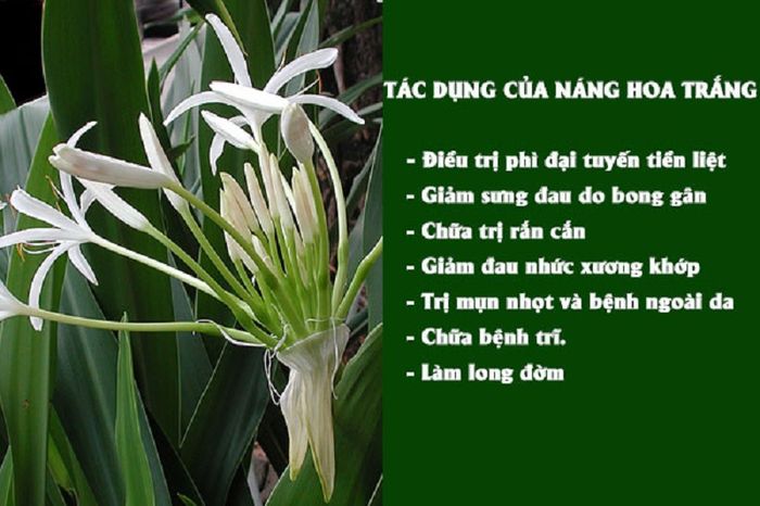 Một số ứng dụng của cây náng hoa trắng