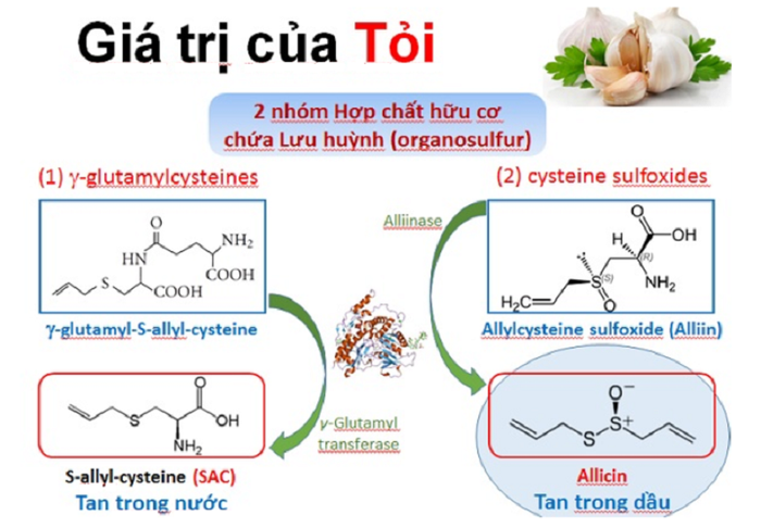 Tỏi là một loại kháng sinh tự nhiên có khả năng chống lại nhiều vi khuẩn gây bệnh