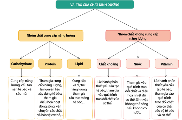 Mô phỏng giúp hiểu rõ hơn về vai trò cụ thể của vi chất dinh dưỡng là gì