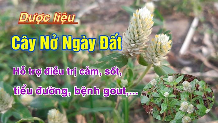 Loại thảo dược này có thể hỗ trợ điều trị bệnh gout