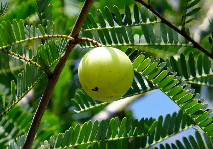 Cây me rừng là một nguồn dược liệu tự nhiên có ích trong việc điều trị nhiều bệnh lý