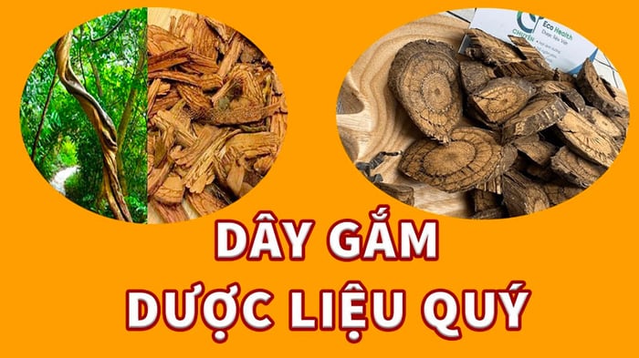 Cây gắm mang lại nhiều lợi ích tốt cho sức khỏe