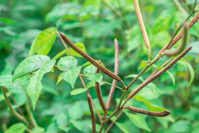 Thông tin về cây muồng