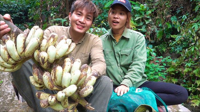 Quả chuối hột rừng có kích thước vừa phải, không quá to cũng không quá nhỏ.