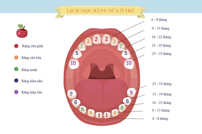 Từ 13 - 19 tháng tuổi, bé bắt đầu mọc răng hàm đầu tiên (răng hàm nhỏ)