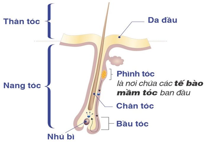 Cấu trúc của sợi tóc