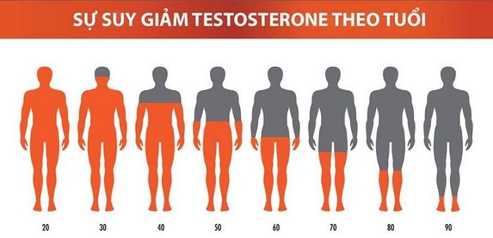 Cách kiểm soát estrogen trong cơ thể nam giới