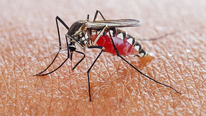 Muỗi vằn, loài muỗi mang virus gây bệnh, thường sống ở những vùng có khí hậu ấm ẩm và nhiều ao nước