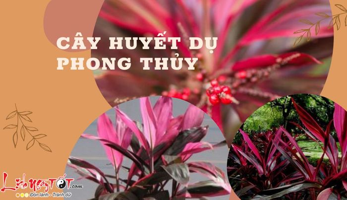 Cây huyết dụ phong thủy là gì