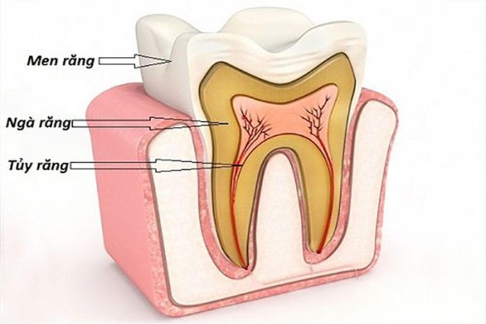 Tùy thuộc vào từng trường hợp, bác sĩ sẽ quyết định liệu có cần điều trị tủy răng cho trẻ hay không