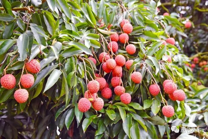 Cây vải hơn 900 năm tuổi thu hoạch mỗi năm một tấn quả