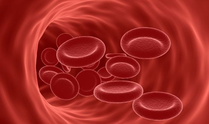 Sắt là yếu tố chính cấu tạo hemoglobin trong hồng cầu và myoglobin trong cơ.