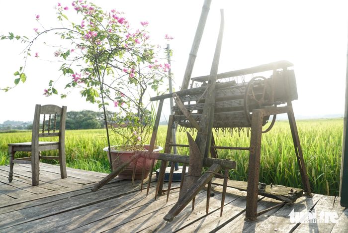 Những chiếc cày, bừa và máy tuốt lúa cổ xưa được trưng bày giữa cánh đồng.