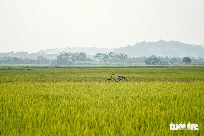 Khung cảnh yên bình đặc trưng của làng quê Bắc Bộ trong mùa - Ảnh: NGUYỄN HIỀN