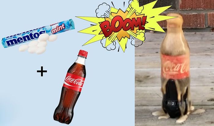 Khi phối hợp kẹo Mentos với nước ngọt Coca-Cola gốc sẽ tạo ra hiện tượng phun trào
