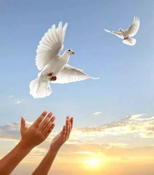 Theo lời Phật dạy, hãy tha cho mọi thứ tự do