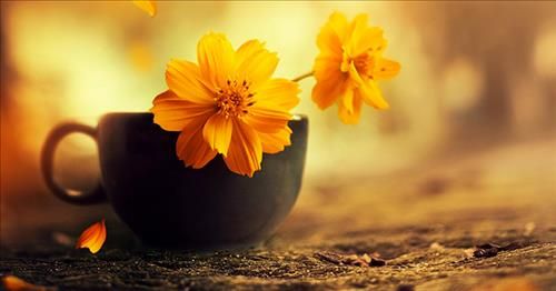 Ai biết giả khờ...