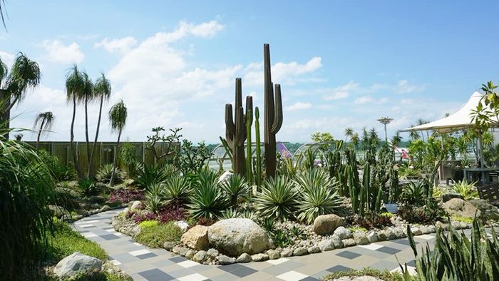 Khu vườn Xương Rồng (Cactus Garden) - Nhà ga T1 sân bay quốc tế Changi