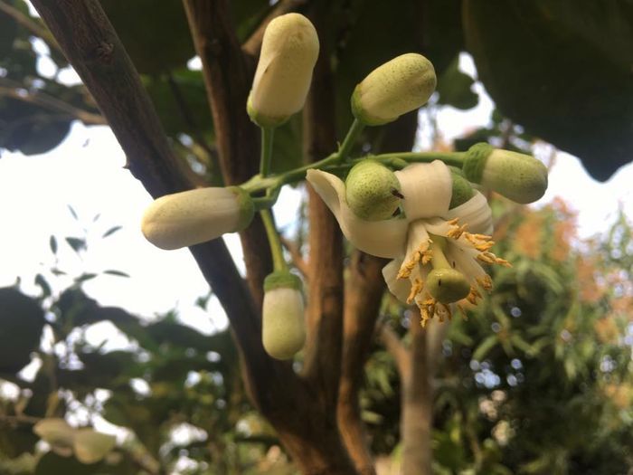 Hương bưởi và kỷ niệm tuổi thơ trong khu vườn mùa xuân của ông nội