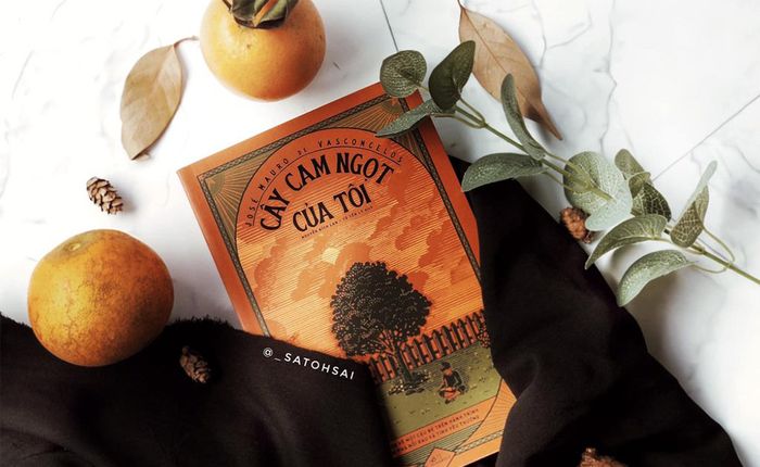 Cây Cam Ngọt Của Tôi: Đôi Khi Người Ta Gây Tổn Thương Nhau Bằng Những Lời Nói Vô Ý