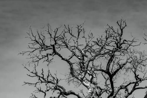 12 con giáp nên làm gì trong tháng CỬU ĐỘC?