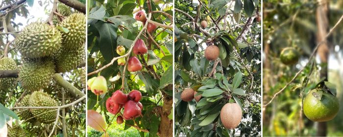 Tại miền Tây, du khách có thể thưởng thức những loại trái cây mà họ tự tay hái được. (Ảnh: QUÂN NAM)