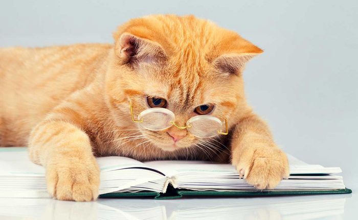 Những tác phẩm về mèo mà cộng đồng yêu mèo không thể bỏ qua