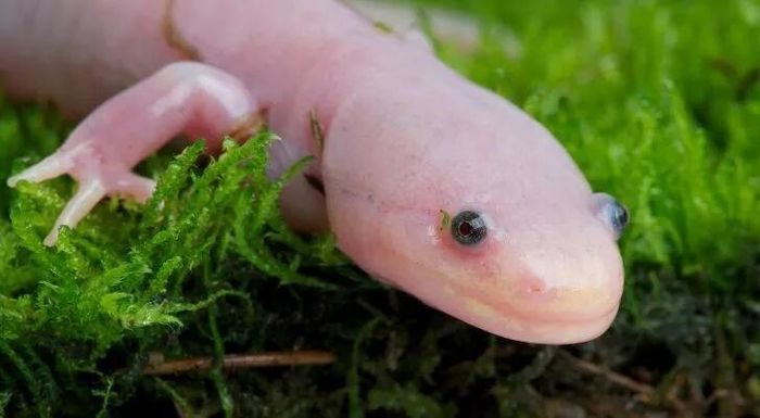 10 điều thú vị về khủng long sáu sừng