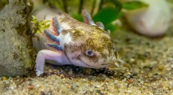 10 điều thú vị về khủng long sáu sừng