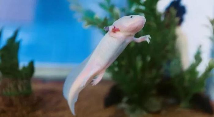 10 điều thú vị về khủng long sáu sừng