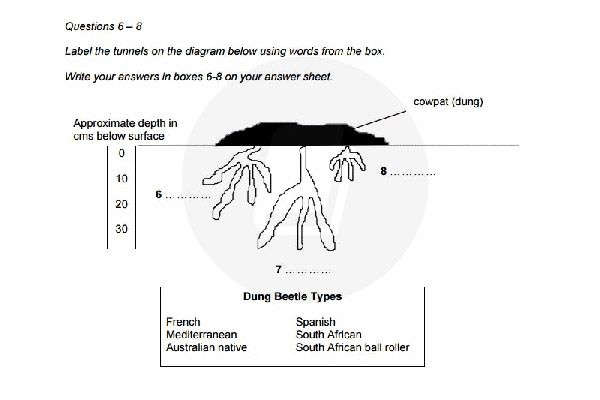 Mẹo làm bài Reading IELTS cho dạng Diagram Labelling