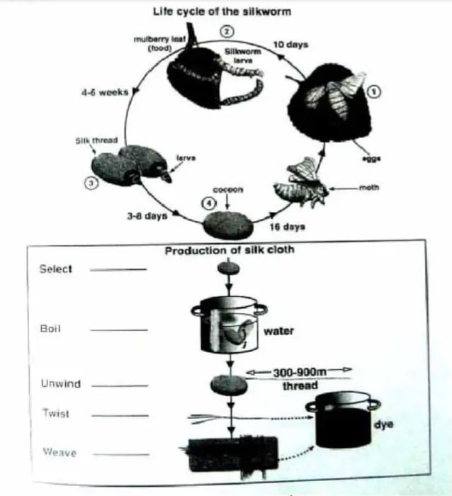 Vòng đời của con tằm