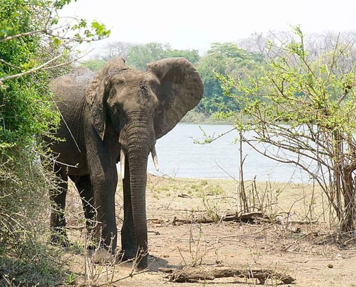 Translocation of Elephants