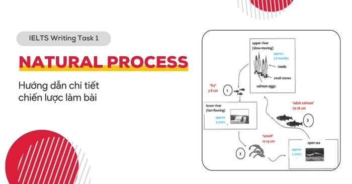 hướng dẫn cách thực hiện dạng bài quy trình tự nhiên trong ielts writing task 1