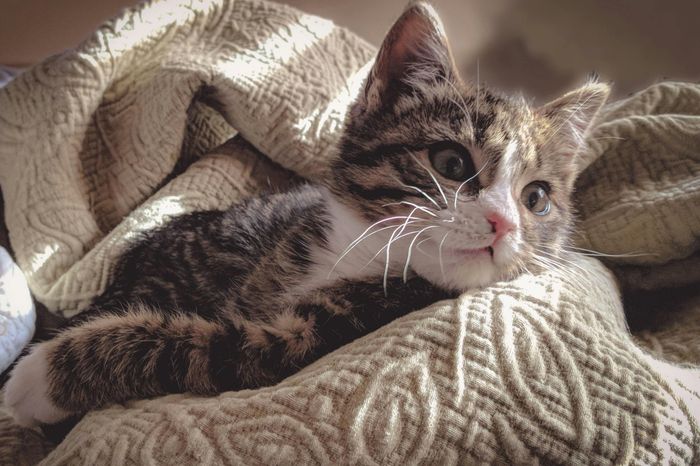 Stock Photo: Brown Tabby Cat Resting on Gray Bed Sheet