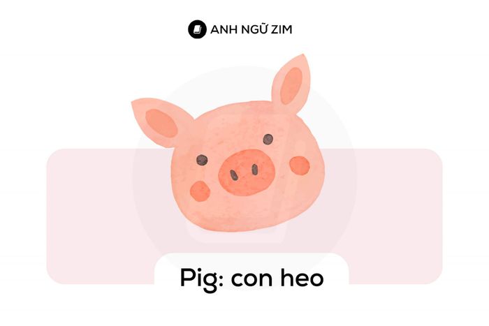 tieu-chi-lr-trong-describe-an-animal-trong-ielts-speaking-part-2-cach-cai-thien-tu-band-5-len-band-6-pig